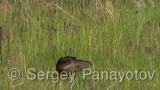 Video of Glossy Ibis - Glossy Ibis is hunting in the lake in the summer